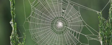 Örümcekler Ağlarını Nasıl Örer?