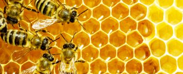 Arılar Neden Vızıldar?