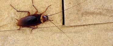 Hamam Böcekleri Radyasyona Dayanabilir mi?
