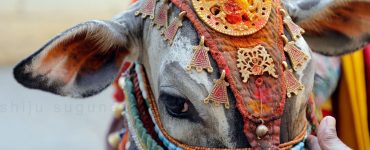 Hindistan'da İnekler Neden Kutsal Sayılır?