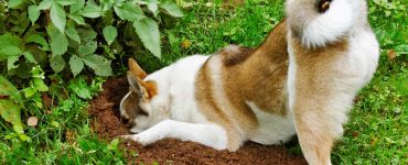 Köpekler Yiyeceklerini Niçin Gömer?