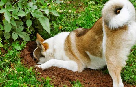 Köpekler Yiyeceklerini Niçin Gömer?