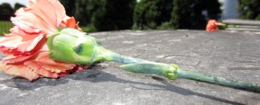 Mezara Niçin Çiçek Konulur?