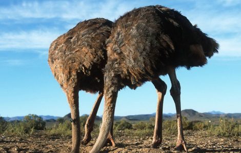 Devekuşları Niçin Başlarını Kuma Gömerler?