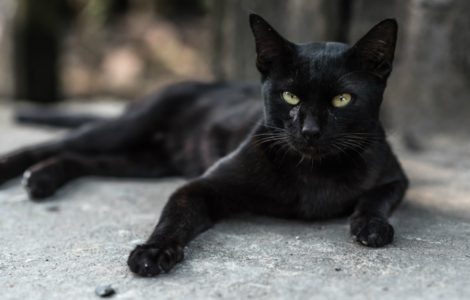 Kara Kedi Geçmesinin Neden Uğursuzluk Getirdiğine İnanılır?