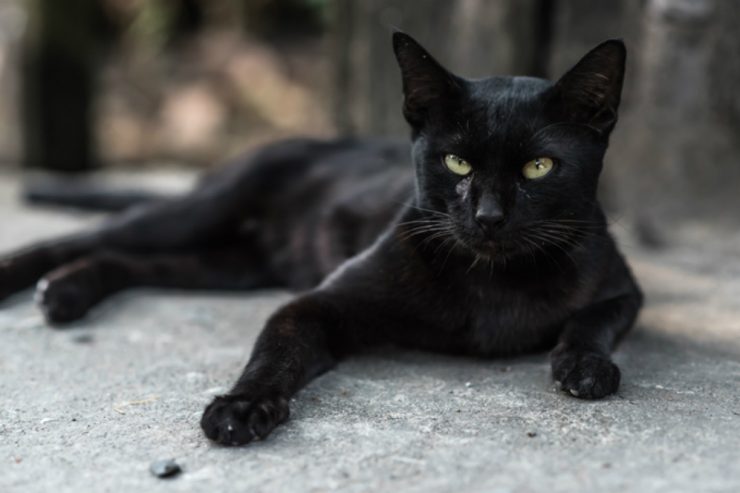 Kara Kedi Geçmesinin Neden Uğursuzluk Getirdiğine İnanılır?