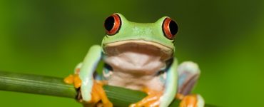 Kurbağalar Hakkında Az Bilinenen 12 İlginç Bilgi