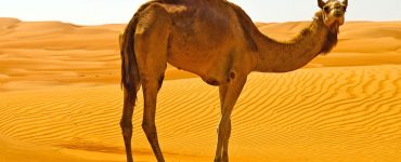 Develerin Hörgüçlerinde Ne var?