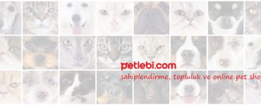 Kedi Maması Çeşitleri Arasından Kedilere Özel Seçimler!