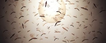 Böcekler Işığı Neden Çekici Bulur?